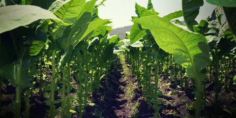 Sustainability in Cigars: Going Green in the Industry